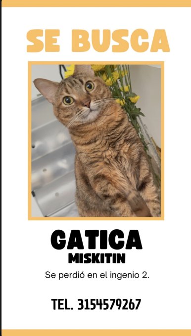 Miskitini Gato