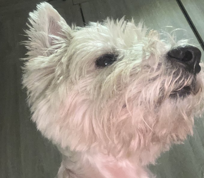 Foto de Nala pena